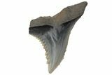 Snaggletooth Shark (Hemipristis) Tooth - South Carolina #211668-1